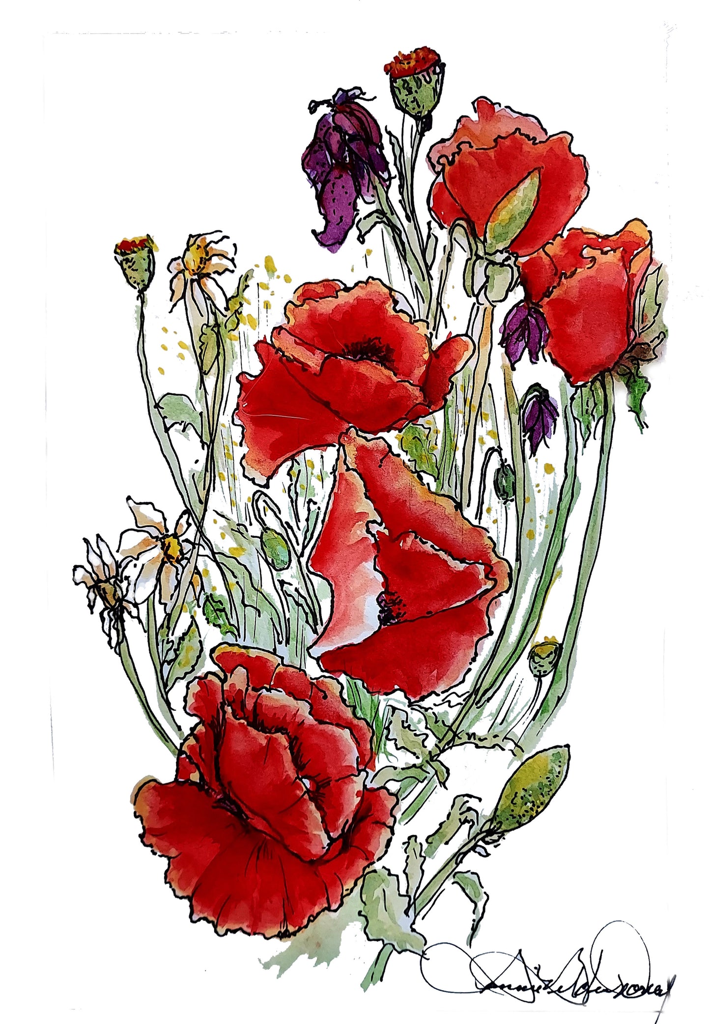 Watercolor painting of red poppies created with watercolors and pen & ink.with pen & ink